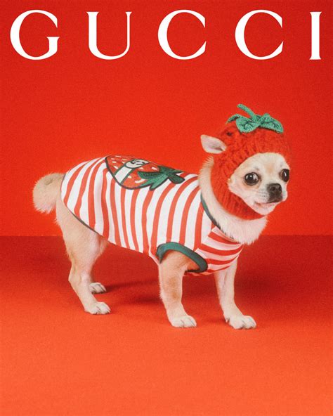 felpe gucci animale|designboom Gucci pet.